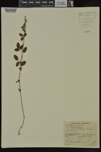 Lespedeza procumbens image