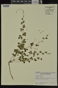 Lespedeza repens image