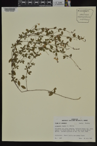 Lespedeza repens image