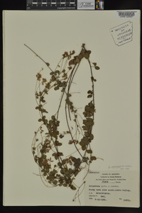 Lespedeza repens image