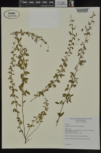 Lespedeza repens image