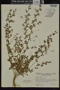 Lespedeza repens image