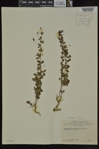 Lespedeza repens image