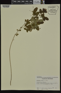 Lespedeza repens image