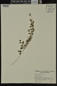 Lespedeza repens image