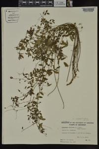 Lespedeza repens image