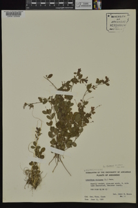 Lespedeza repens image