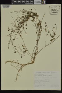 Lespedeza repens image