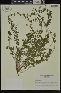 Lespedeza repens image