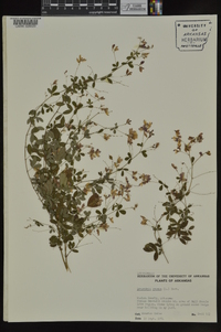 Lespedeza repens image