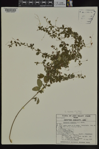 Lespedeza repens image