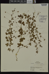 Lespedeza repens image