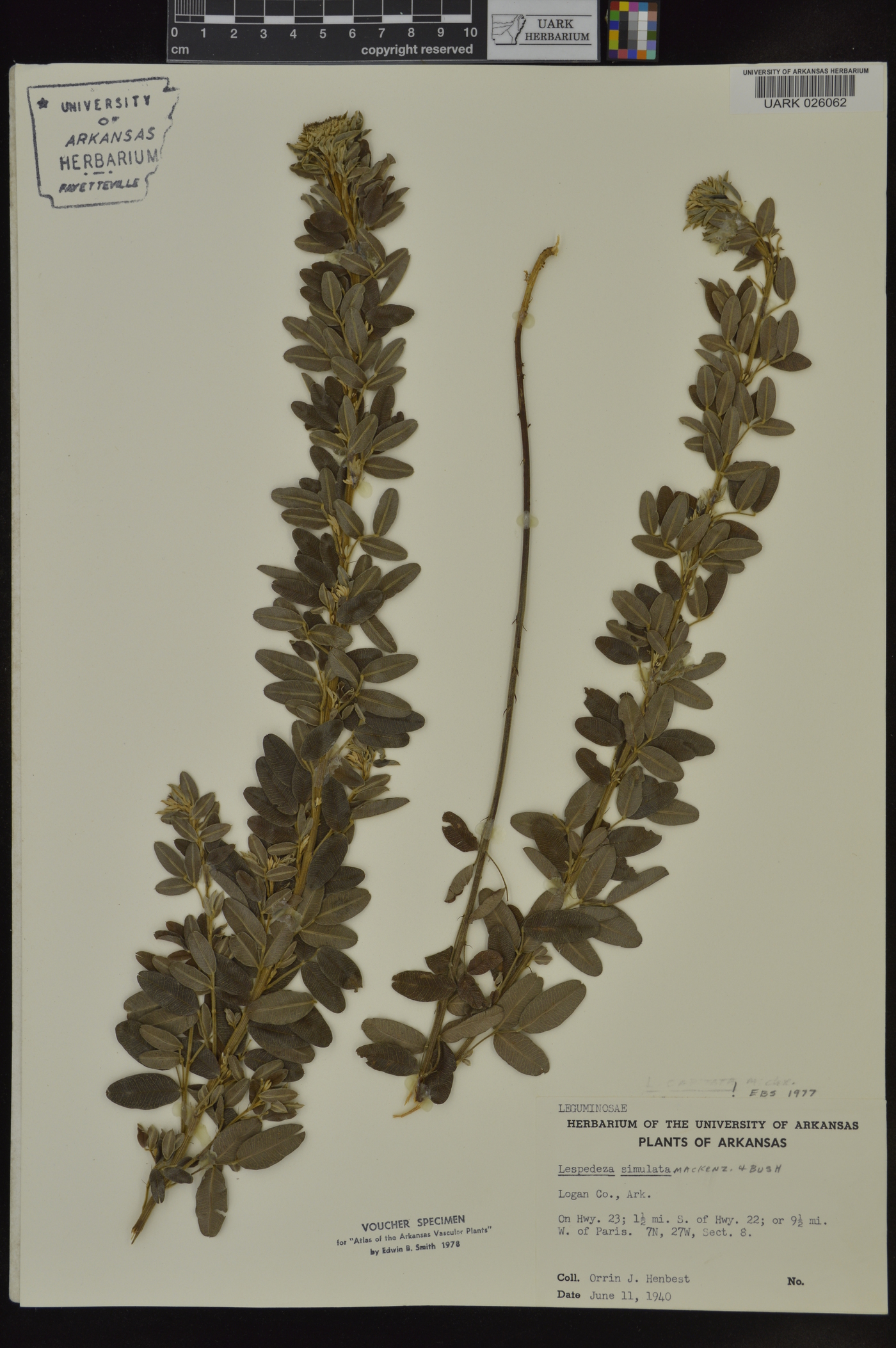 Lespedeza simulata image