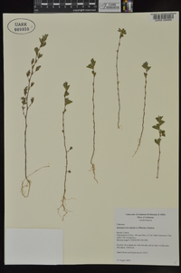 Kummerowia stipulacea image