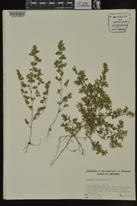 Lespedeza stipulacea image