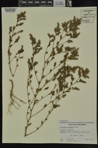 Kummerowia stipulacea image