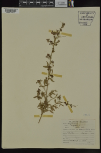 Lespedeza × neglecta image