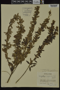 Lespedeza stuevei image