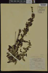 Lespedeza stuevei image