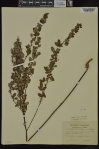 Lespedeza stuevei image