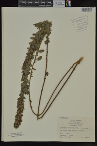 Lespedeza stuevei image