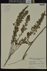 Lespedeza stuevei image