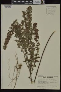 Lespedeza stuevei image