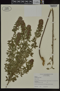 Lespedeza stuevei image