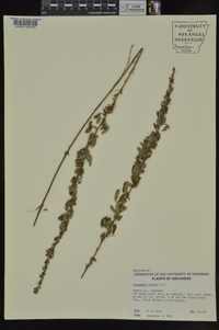 Lespedeza stuevei image