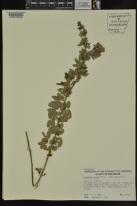 Lespedeza stuevei image