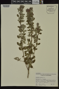 Lespedeza stuevei image