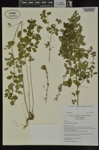 Lespedeza violacea image