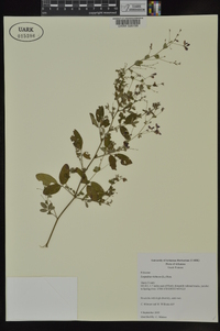 Lespedeza violacea image