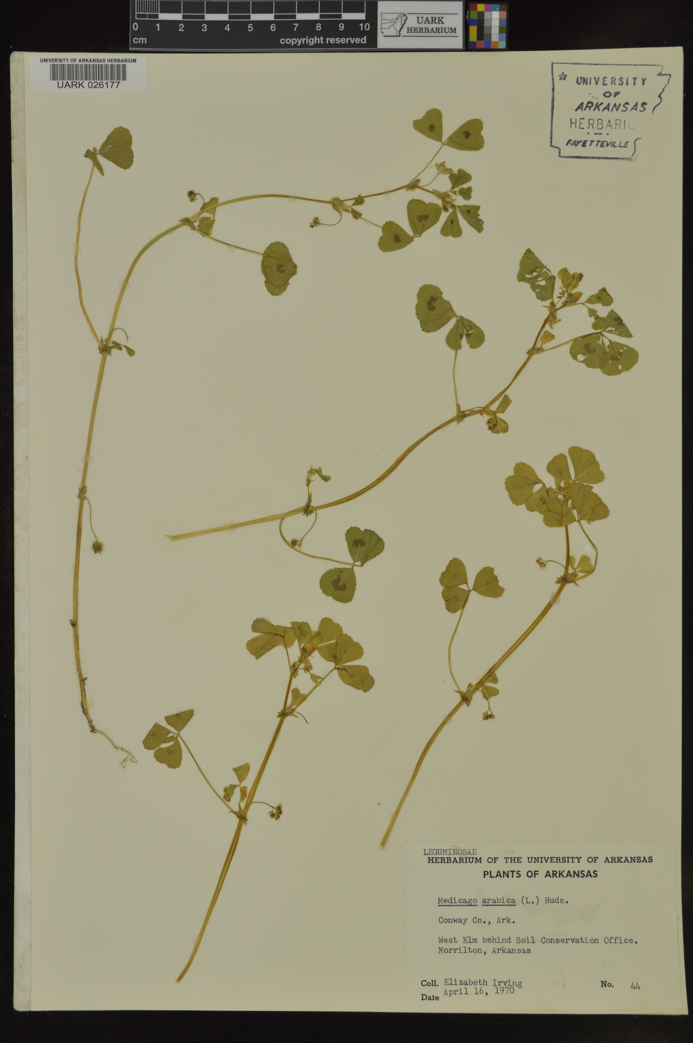 Medicago arabica image