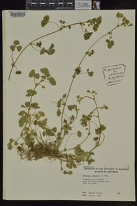 Medicago arabica image