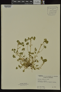 Medicago arabica image