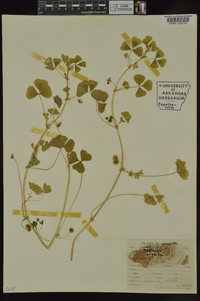 Medicago arabica image