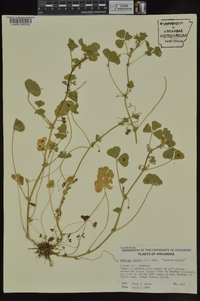 Medicago arabica image