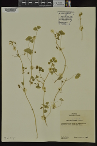 Medicago arabica image