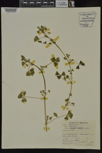 Medicago arabica image