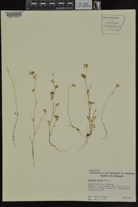 Medicago minima image