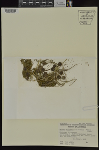 Medicago orbicularis image