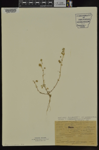 Medicago polymorpha image