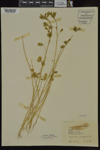 Melilotus indicus image