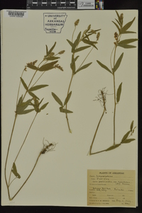 Orbexilum pedunculatum image