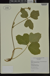 Pueraria montana var. lobata image