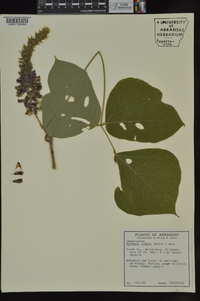 Pueraria montana image