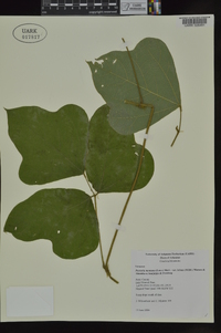 Pueraria montana var. lobata image