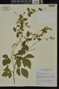 Rhynchosia latifolia image