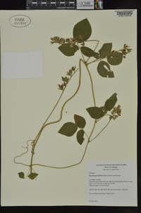 Rhynchosia latifolia image